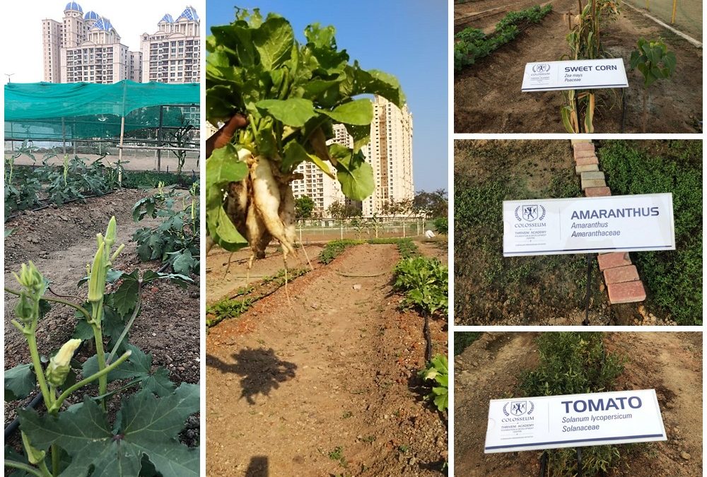 Hiranandani Parks joins the organic farming movement