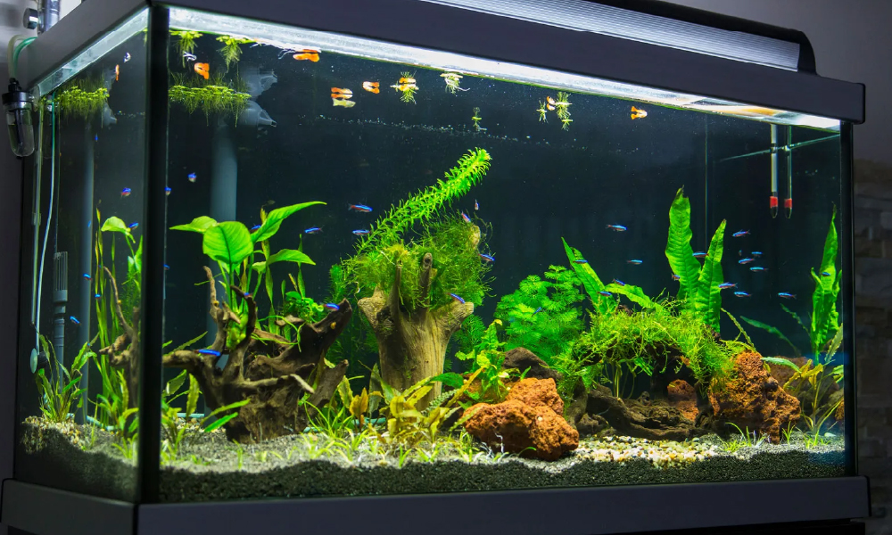 Best Vastu Fishes for Home – Aquarium Direction and its Benefits