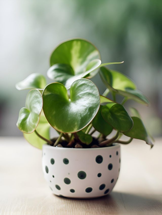 Top 5 Water Plants for Your Home
